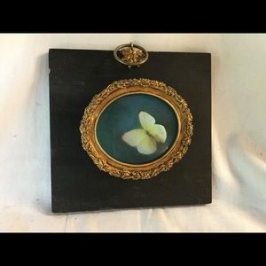 Case containing a real butterfly inside!